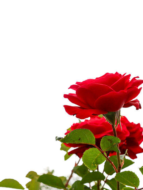 优雅的红玫瑰，丰盈的花瓣和绿色的叶子，衬托在白色背景下。这张照片传达出浪漫和温柔的氛围。图片下载