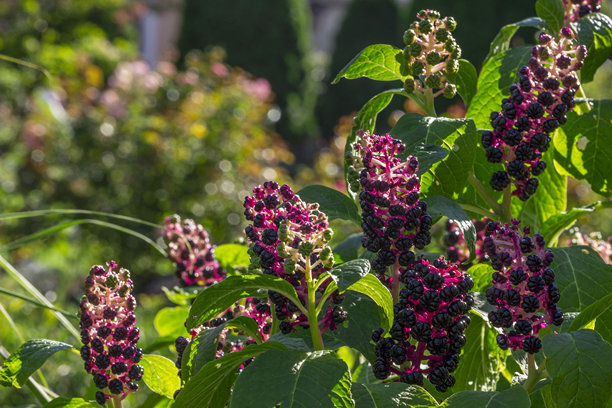 紫茎泽兰花。盛开的植物的彩色照片图片下载