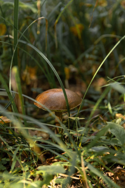 森林中可食用蘑菇的特写照片，选择性聚焦于菌盖，变色牛肝菌图片下载