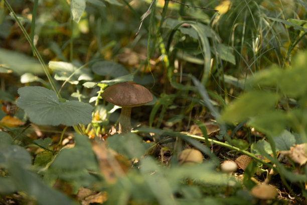 森林中可食用蘑菇的特写照片，选择性聚焦于菌盖，变色牛肝菌图片下载