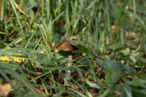 森林中可食用蘑菇的特写照片，选择性聚焦于菌盖，变色牛肝菌图片下载