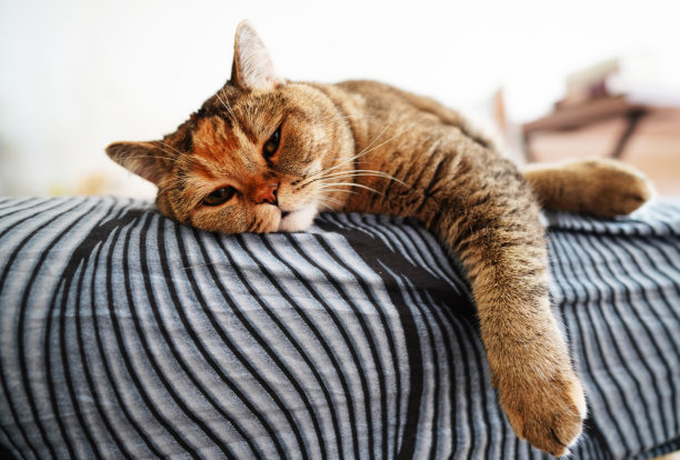 猫躺在公寓的沙发上。猫的眼睛、鼻子和胡须特写。图片下载