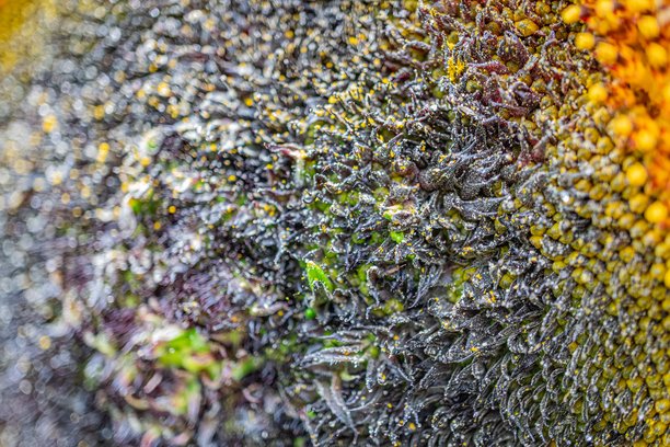 向日葵种子的特写，密集地排列着不同大小和形状，放置在不平坦的表面上。微妙的颜色渐变从深色到浅色，散射光照，柔和的阴影和高光，逼真的照片。图片下载