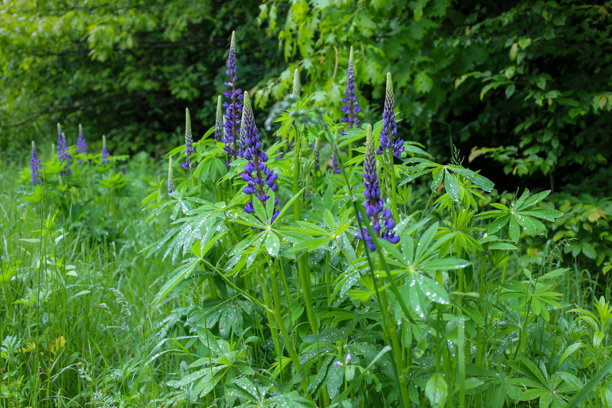这张照片展示了色彩鲜艳的狼毒花在森林灌木的背景下向上生长。丰盈的绿叶上的雨滴突显了夏季雨后大自然的清新与美丽。图片下载