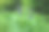 这张照片展示了色彩鲜艳的狼毒花在森林灌木的背景下向上生长。丰盈的绿叶上的雨滴突显了夏季雨后大自然的清新与美丽。图片下载