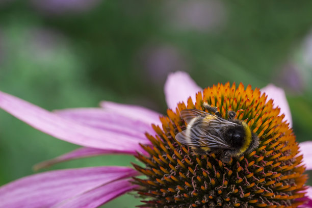 紫锥花的彩色花朵特写照片。模糊的背景带有高光，散景效果。留有文字空间。自然之美。紫锥花。菊科。黑心菊。由昆虫授粉。图片下载