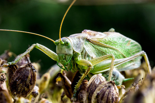 绿草hopper在牛蒡上。野生动物。色彩丰富的详细昆虫微距照片。特写。留有文本空间。屏幕保护程序。格里格。绿蝗虫。蝗虫。蟋蟀。图片下载