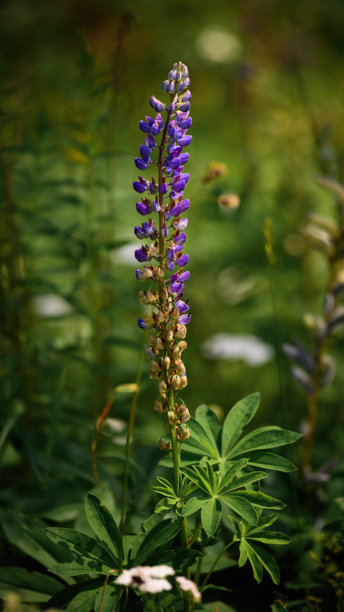 紫花狼毒。野生森林开花植物，背景为柔和的绿色。自然环境中的垂直特写照片。图片下载