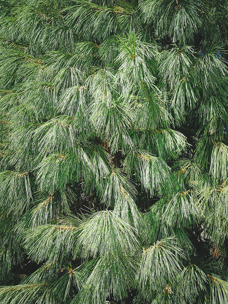 喜马拉雅松的绿色枝条特写。竖版照片。美丽的自然背景。图片下载