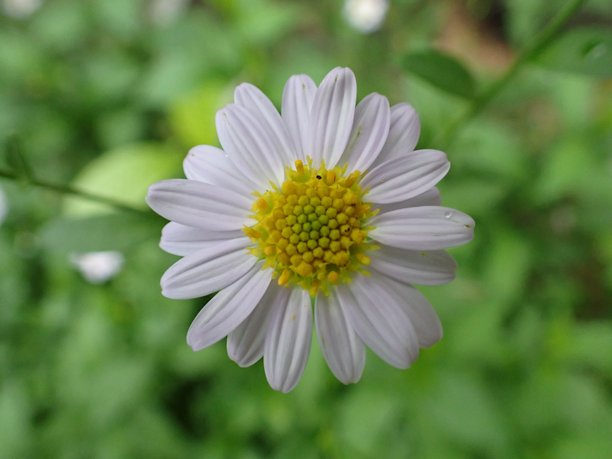 美丽的花朵，白色的切花或埃斯特·佩科斯。花朵的特写照片。图片下载