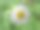 美丽的花朵，白色的切花或埃斯特·佩科斯。花朵的特写照片。图片下载