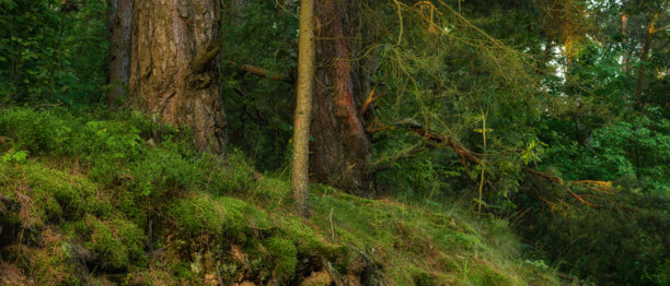 野生深绿色苔藓森林特写。侧面视图。宽屏照片，变形格式。电影宽高比。图片下载
