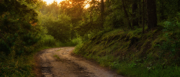 夏季早晨的森林，泥土小路和温暖的晨光。自然风光的宽屏照片，具有电影宽高比，变形格式21:9。图片下载
