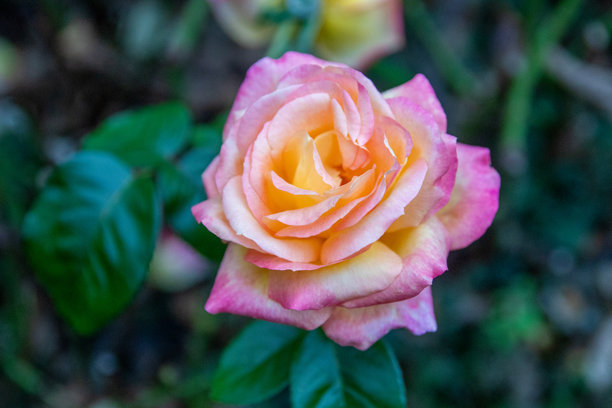 鲜艳的粉黄玫瑰花库存照片图片下载