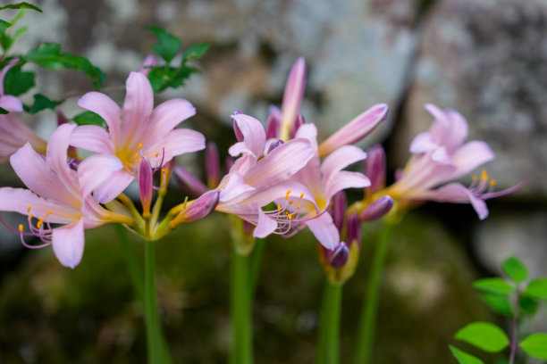 春天盛开的粉色萱草花特写照片。图片下载