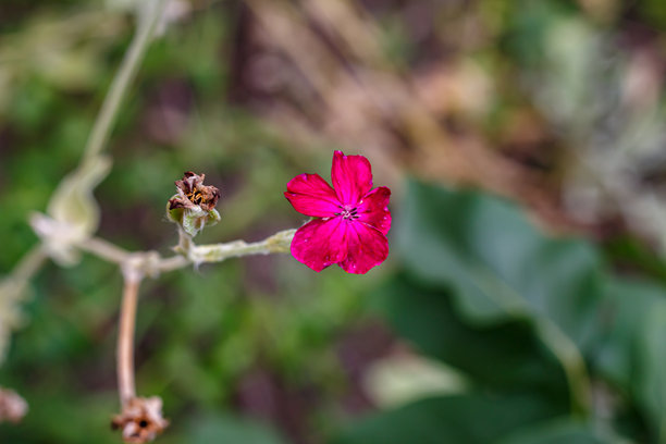 野花粘捕蝇草（Silene viscaria）的特写照片，鲜艳的粉色花瓣旁边有一个干枯的花蕾。盛开与凋谢阶段的对比，背景为柔和的绿色。乌克兰自然，夏季植物特写。图片下载
