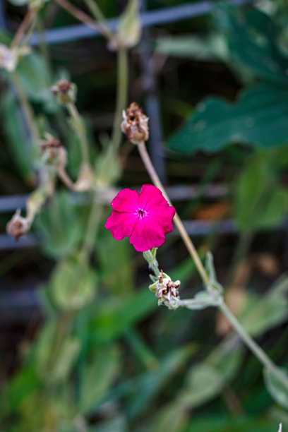 野花粘捕蝇草（Silene viscaria）的特写照片，鲜艳的粉色花瓣旁边有一个干枯的花蕾。盛开与凋谢阶段的对比，背景为柔和的绿色。乌克兰自然，夏季植物特写。图片下载
