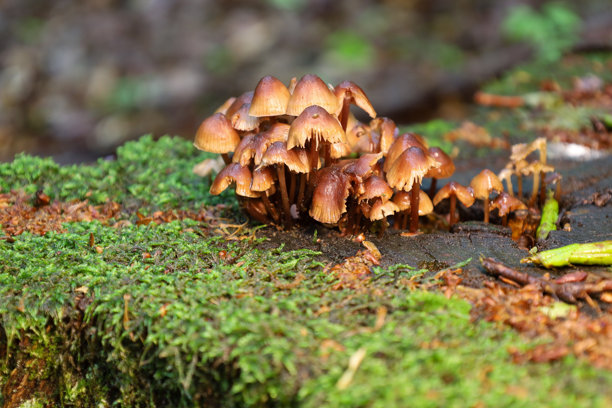 一大群小蘑菇生长在覆盖着绿色苔藓的倒木上。照片展示了自然的互动，创造了一个充满生命和有机美的迷人微观世界。图片下载