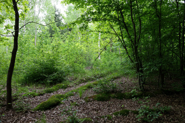 一片茂密的森林，地上铺满落叶的小径通向树木深处，那里宁静而绿意盎然。照片传达了自然的美，适合散步和冥想，充满生机与光辉。图片下载