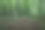 一条被落叶覆盖的小径穿过茂密的森林，高大的树木形成了一个阴凉的绿色空间。这张照片传达了自然的宁静与壮丽，邀请人们进行冥想与自然的交流。图片下载