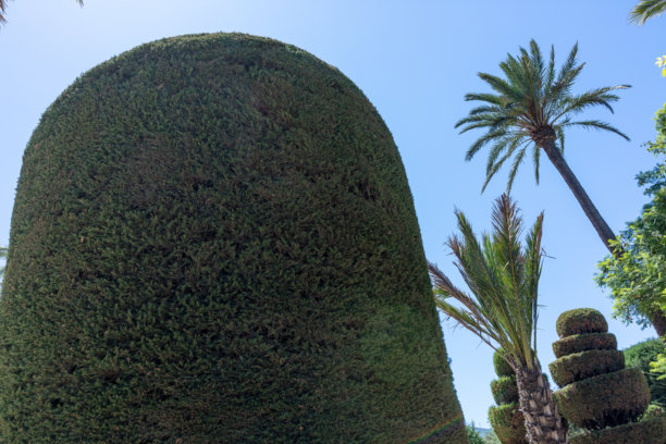 在西班牙安达卢西亚的卡迪斯，赫尔戈内斯公园内的修剪树艺和棕榈树。这张照片拍摄于2025年9月。图片下载