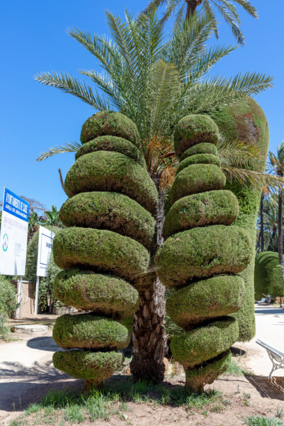 在西班牙安达卢西亚的卡迪斯，赫尔戈内斯公园内的修剪树艺和棕榈树。这张照片拍摄于2025年9月。图片下载