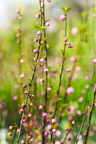垂直照片：路易斯安那三叶树的枝条上长满年轻的绿叶和优雅的花朵。图片下载
