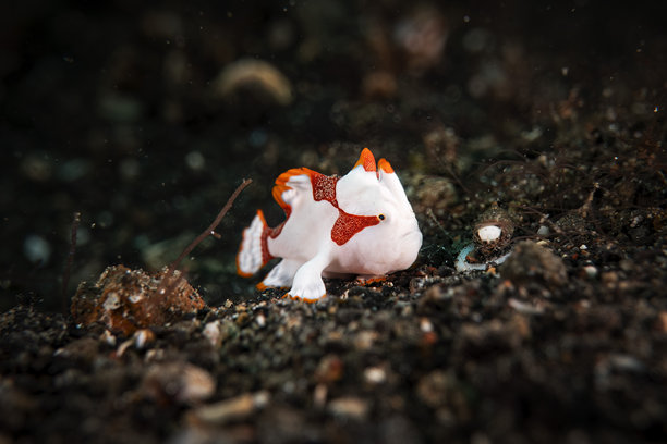 小疣状蛙鱼幼体在印度尼西亚伦贝海底行走的水下微距照片，拍摄于潜水旅行中图片下载
