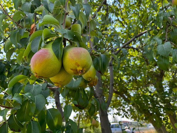 阳光明媚的日子里，成熟的红色和绿色梨子在郁郁葱葱的绿叶间挂着的特写照片图片下载