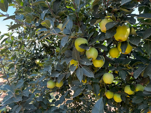 一张苹果树的特写照片，成熟的黄苹果和绿苹果在丰盛的绿叶间挂着，沐浴在夏日阳光下。图片下载