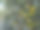 一张苹果树的特写照片，成熟的黄苹果和绿苹果在丰盛的绿叶间挂着，沐浴在夏日阳光下。图片下载