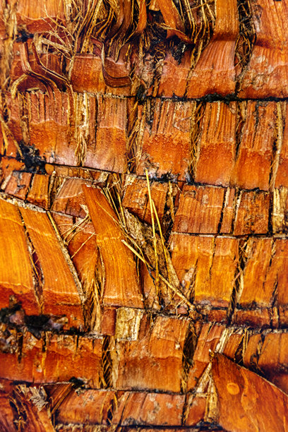 自然棕榈树干纹理特写背景，自然木纹和结构粗糙的热带木材表面，宏观照片展示分层树皮和纤维椰子壳的详细纹理图片下载