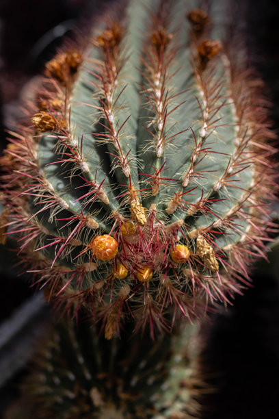 仙人掌上盛开的花朵的特写照片图片下载