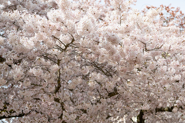 春天美丽的樱花季节照片。樱花盛开的季节。春季樱花季节。图片下载