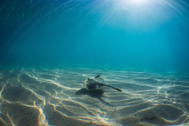 一只普通的刺鳐（一种黄鳐）在清澈的绿松石色海水中游动，海底是有图案的沙地。照片拍摄于澳大利亚东海岸的阳光明媚的日子里。图片下载