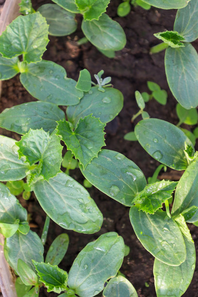年轻的黄瓜幼苗上沾着露珠，从肥沃的土壤中冒出。这张图片捕捉了春季花园的清新、成长和活力。图片下载