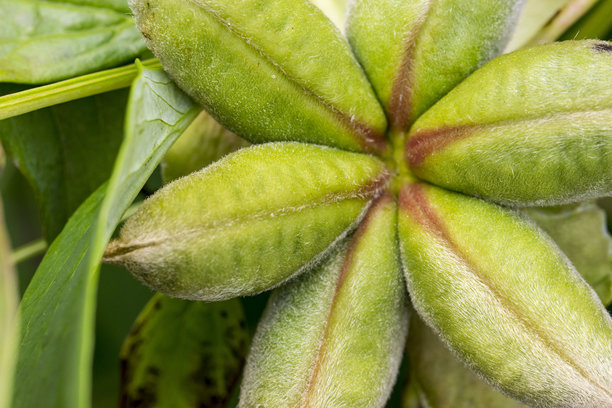 毛茸茸的牡丹种荚特写。色彩丰富的照片。图片下载
