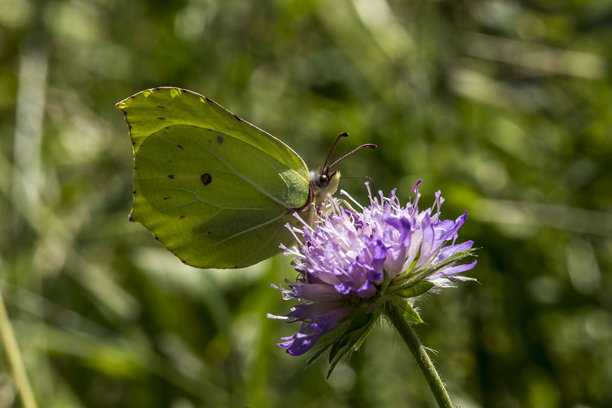 蝴蝶。野生动物。色彩丰富的昆虫特写宏观照片。图片下载