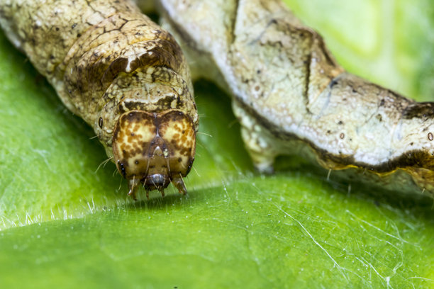 毛毛虫很美。色彩丰富的详细微距照片，展示了野外的一只昆虫。图片下载