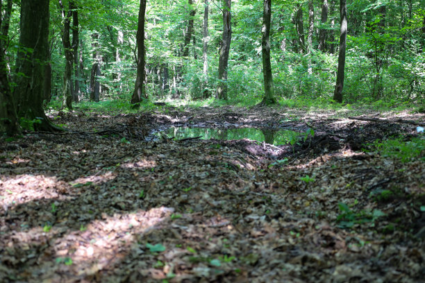 一片森林空地上有一个小水洼，脏水反射着光线，四周被茂密的树木和落叶环绕。这张照片传达了森林的自然宁静与和谐，展现了其原始而野性的美。图片下载