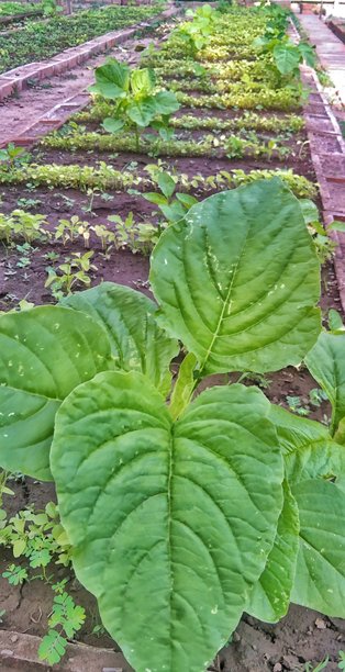 红菠菜植物。住宅土地上红菠菜种植的照片。图片下载