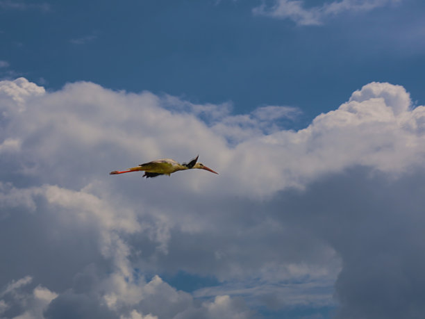 一只白鹳在蓝天的广阔背景下，展翅高飞，周围是蓬松的白云和灰云。这张照片象征着自由、旅行、自然和春天。图片下载