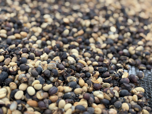 在哥伦比亚利巴诺的咖啡区域学校晾晒咖啡豆，2025年4月19日，第5张图片图片下载