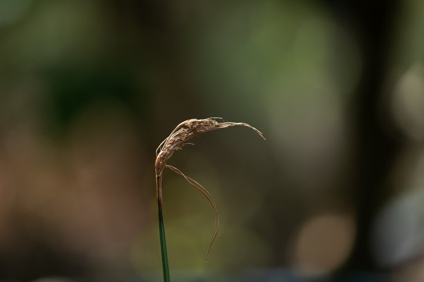 象征秋天和孤独的单根干枯草茎的极简主义照片，背景柔和模糊。图片下载
