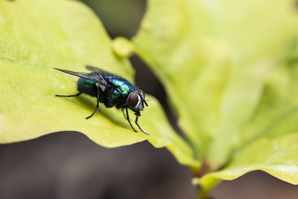 蓝色肉蝇。特写。色彩丰富的微距照片。散景。模糊背景。昆虫照片。乌拉尔蓝蝇。食尸蝇科。蓝蝇。蝇。图片下载