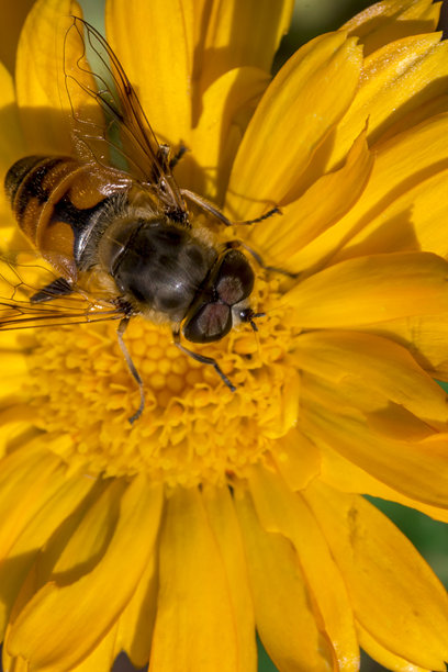 黄花上的悬浮蝇。野生动物。色彩丰富的昆虫特写宏观照片。图片下载