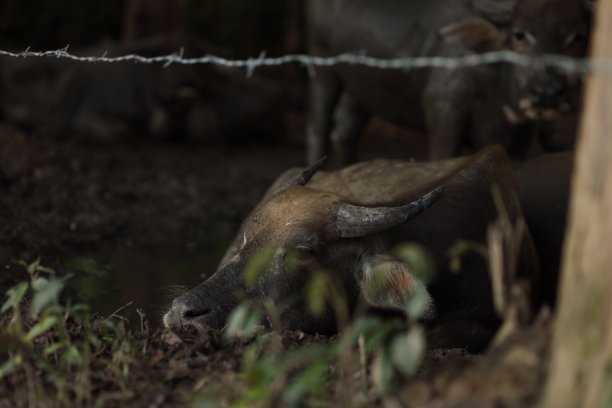 躺着的泰国水牛图片图片下载