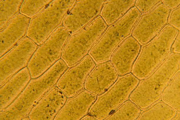 400倍放大镜下的洋葱细胞显微照片图片下载