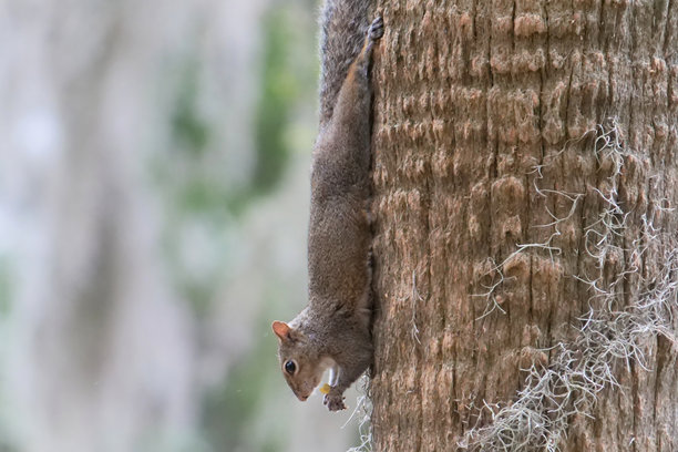 一只东部灰松鼠在乔治亚州萨凡纳的树上爬下，嘴里叼着一个坚果的特写照片图片下载