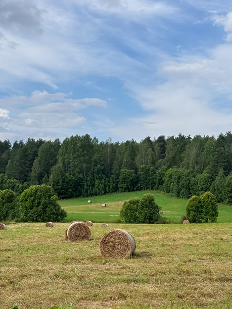 一张垂直照片，展示了散落在广阔绿野上的圆形干草卷，背景是晴朗的蓝天。丰收季节。图片下载